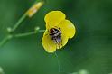 Agalenatea_redii_D6100_Z_87_Les Gris_Frankrijk